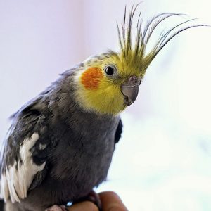 why cockatiels grind their beak? A Guide to Understanding