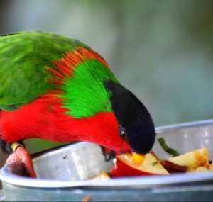 black-capped lory, black-capped lorikeet