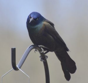 black wild bird