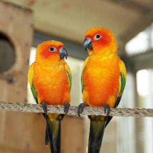 two conures on a rope perch