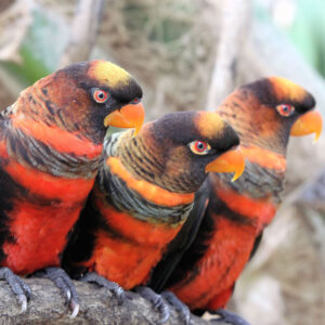 three dusky lories perched side by side on a branch outside