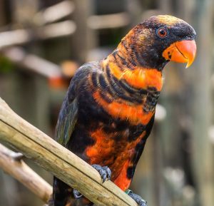 dusky lory