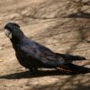 glossy black cockatoo standing on dirt