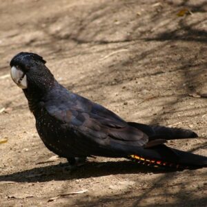 glossy black cockatoo standing on dirt