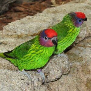 two Goldie's lorikeets standing on beside each other on the ground