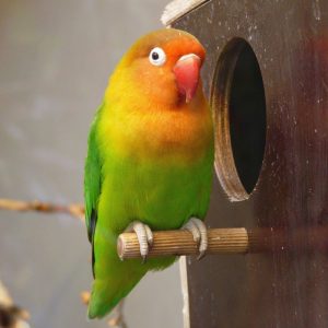 lovebird on perch