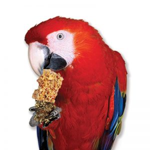 macaw eating Avi-Cake