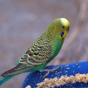 parakeet budgie standing by millet