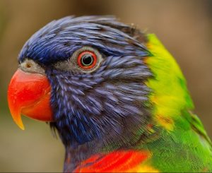 lory, lorikeet