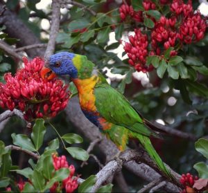 rainbow lory, raibow lorikeet