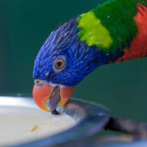 Rainbow lorikeet drinking from bowl with tongue visible