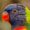 profile of head of a rainbow lorikeet