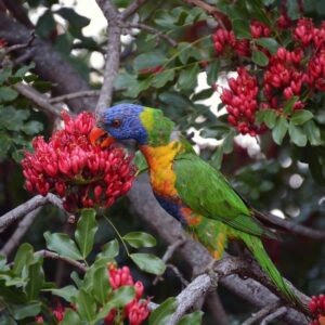 Rainbow lorikeet perched on a branch eating the flowers from the tree