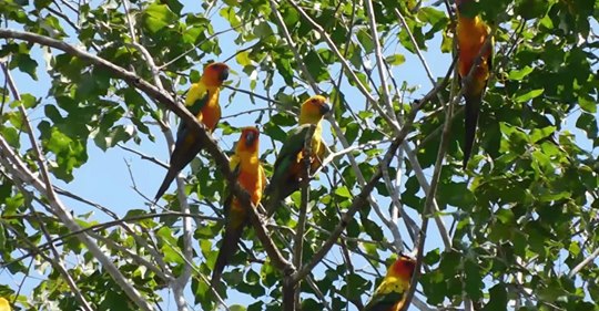 sun conures