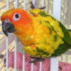 sun conure climbing on bars of cage