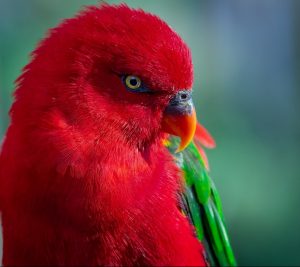 red lory