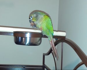 conure