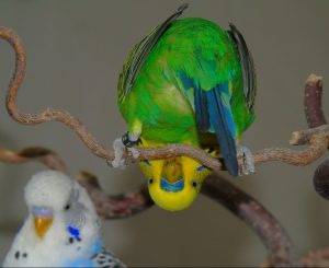 budgies