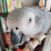 African grey parrot