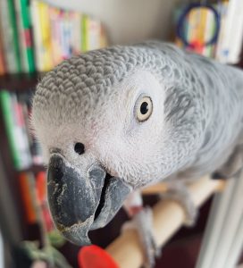 African grey parrot