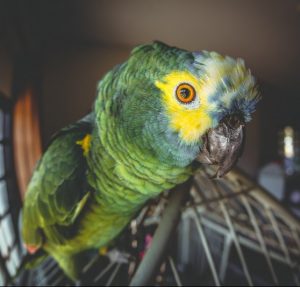 Amazon Parrot