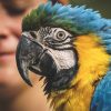 macaw head, side view