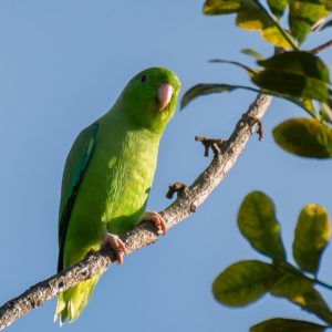 green-rumped parrotlet perched on a branch outside