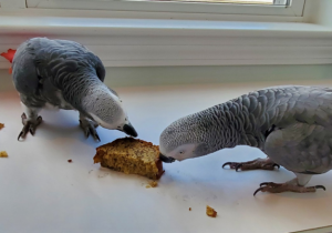 African greys eating treat on table