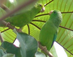 green-rumped parrotlet pair on branch interacting