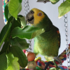 Amazon parrot eating leaves from perch in cage