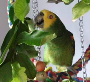 Amazon parrot eating leaves from perch in cage