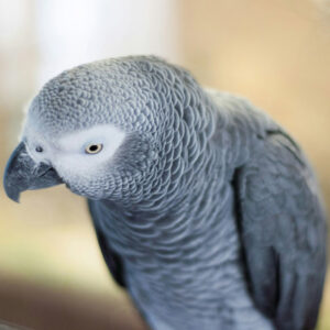 African grey parrot sitting and looking downward with head tilted to side