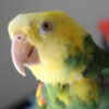 close up on head of a double yellowheaded Amazon parrot