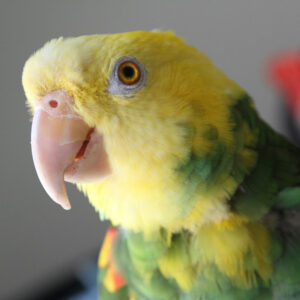 close up on head of a double yellowheaded Amazon parrot