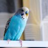 blue and white budgie perched on white bar