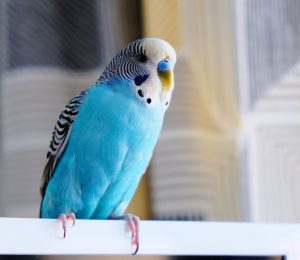 What Pet Bird Makes the Least Noise: Quiet & Peaceful Choices