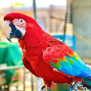 green-winged macaw on perch indoors