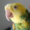 Amazon parrot face