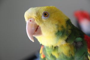 Amazon parrot face