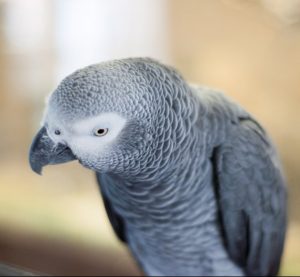 African grey