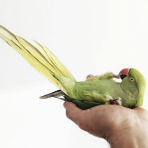 Indian ringneck parrot lying on back on someone's open hand