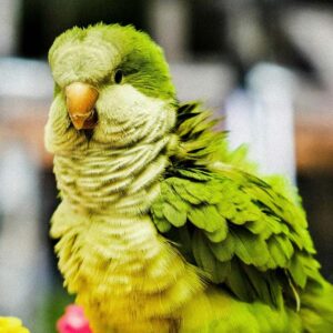 Quaker or Monk parrot sitting with feathers fluffed up