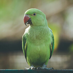 rose-ringed parakeet aka Indian ringneck outdoors on perch