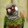 grey-breasted parakeet; Pyrrhura parrot