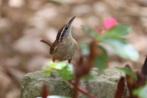 Carolina wren