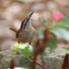 Carolina wren standing on stump looking upward