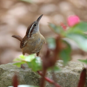 Carolina wren standing on stump looking upward