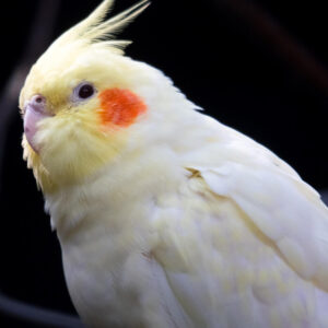 head and should photo of cockatiel