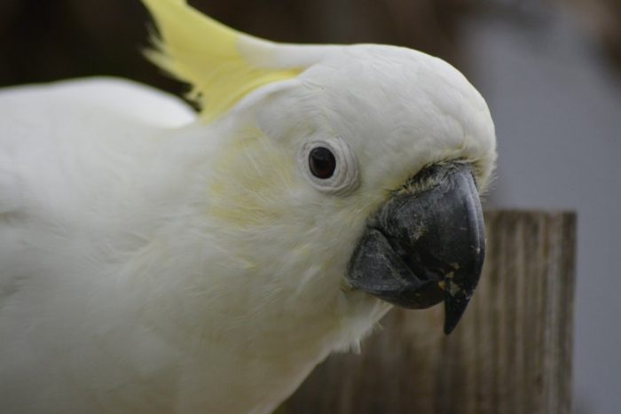 cockatoo face