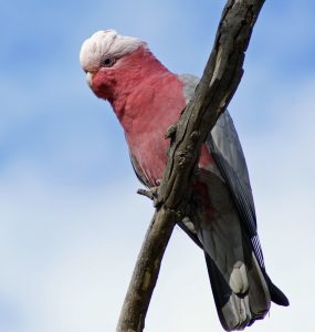 rose-breasted cockatoo; galah cockatoo